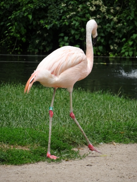 DSC06301.JPG - Flamingos gibt es hier auch relativ viele.
